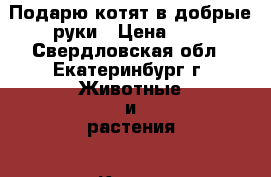 Подарю котят в добрые руки › Цена ­ 1 - Свердловская обл., Екатеринбург г. Животные и растения » Кошки   